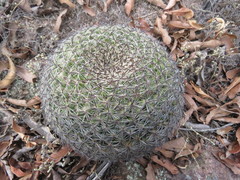 Mammillaria rhodantha