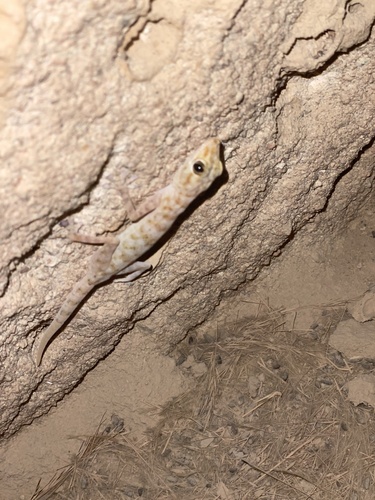 Yellow Fan-fingered Gecko