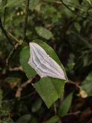 Acropteris leptaliata