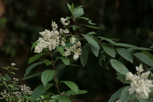 Wendlandia thyrsoidea, 2024-01-18