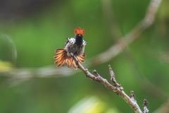 Dot-Eared Coquette photo 5