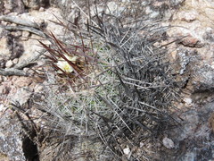 Echinofossulocactus wippermannii