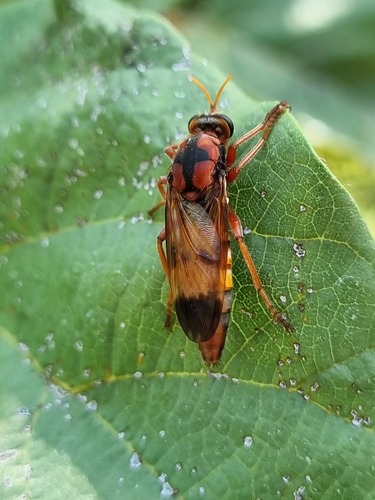 Ancylorhynchus crux