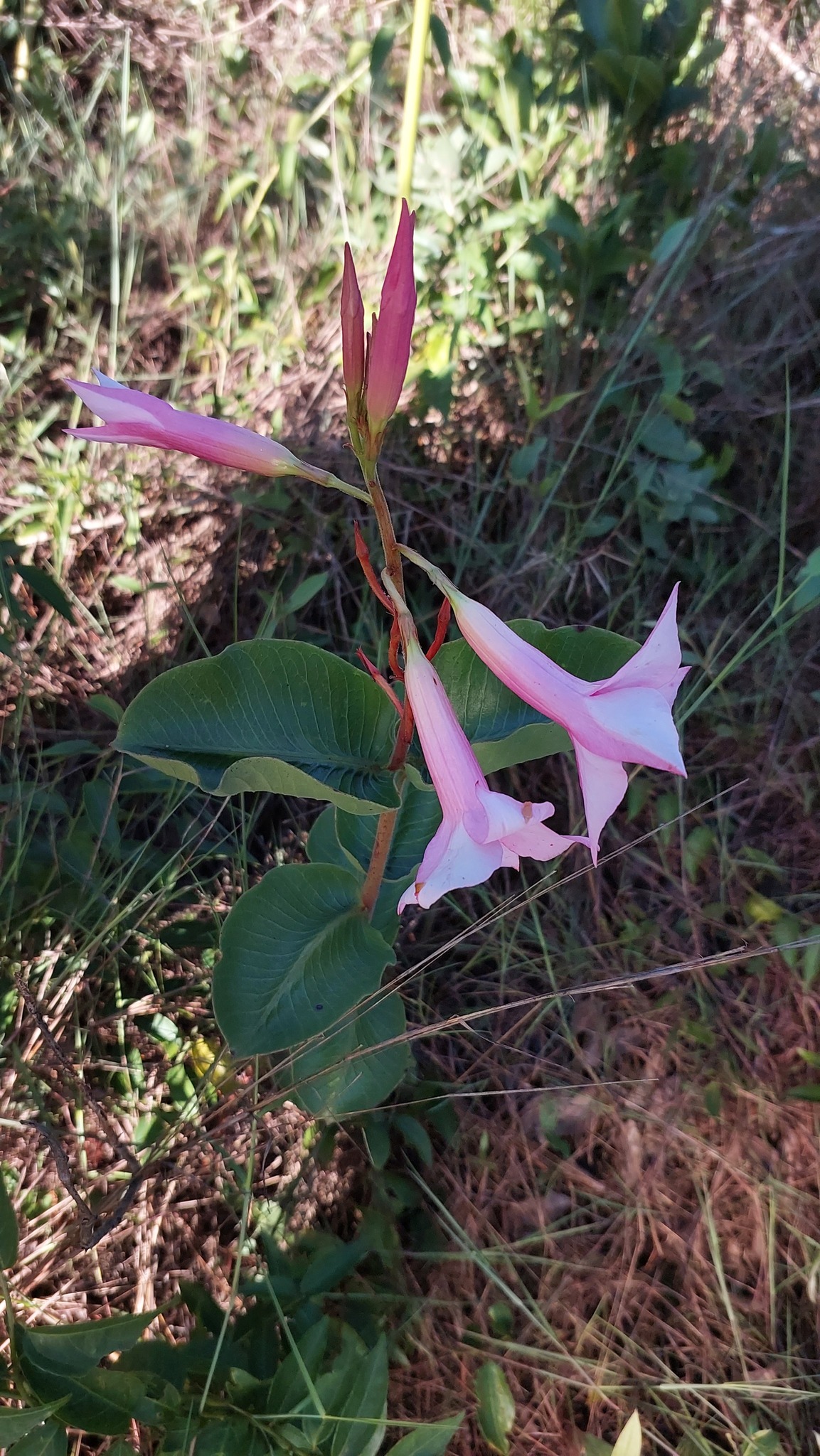Mandevilla pohliana
