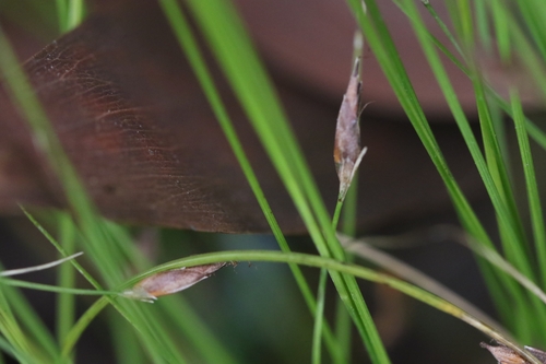 Rhynchospora gracillima