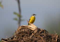 Motacilla flava cinereocapilla