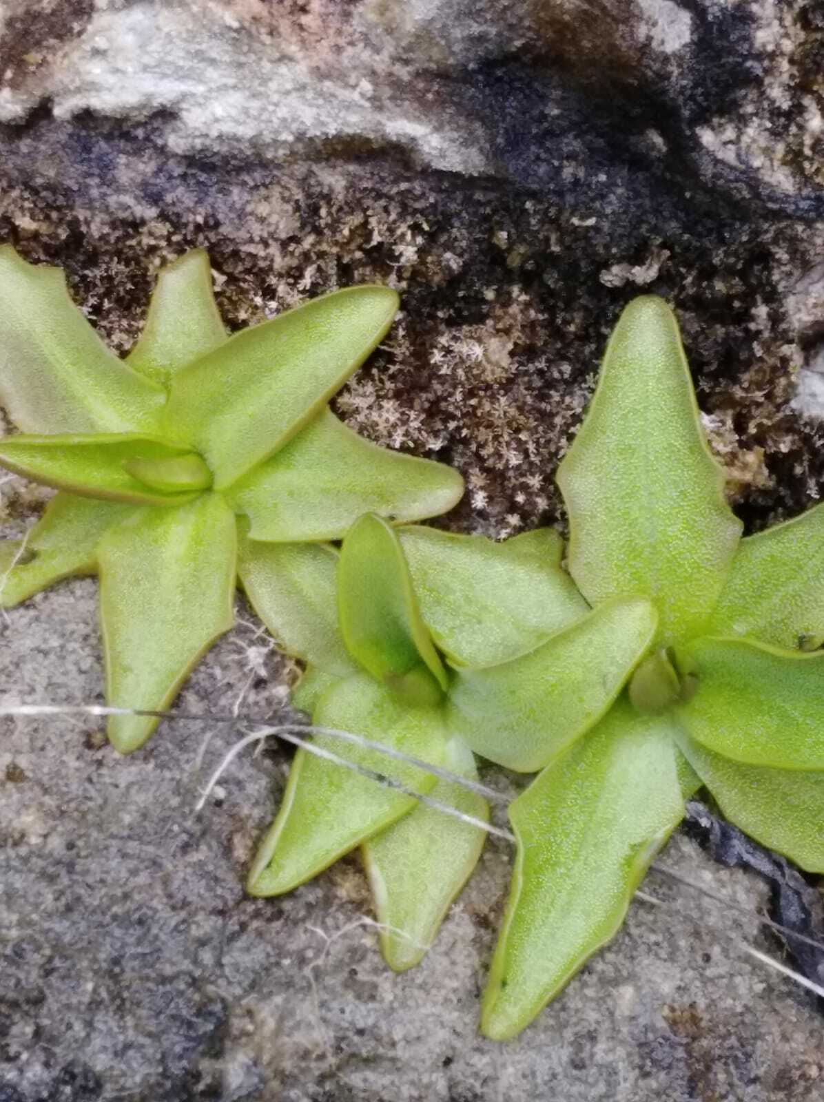 Pinguicula tejedensis M.B.Crespo, Mart.-Azorín, M.Á.Alonso & L.Sáez 2