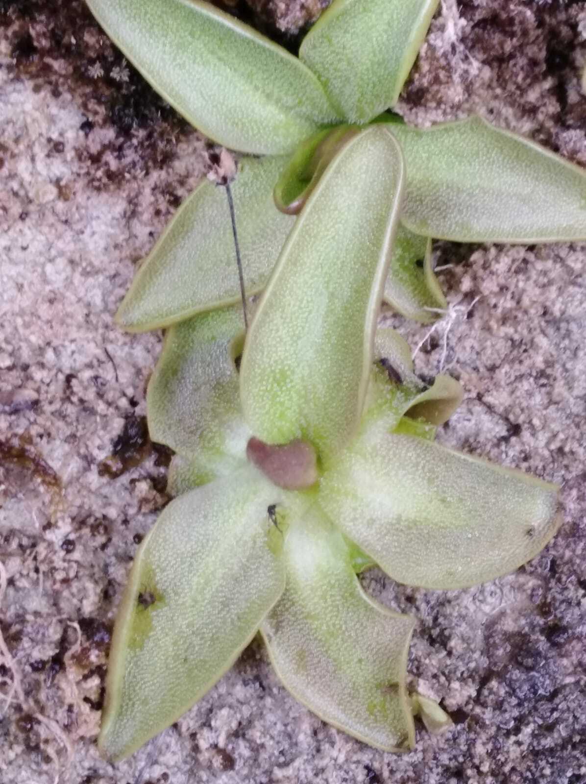 Pinguicula tejedensis M.B.Crespo, Mart.-Azorín, M.Á.Alonso & L.Sáez 4