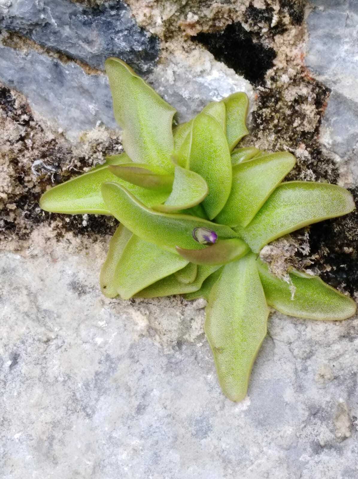 Pinguicula tejedensis M.B.Crespo, Mart.-Azorín, M.Á.Alonso & L.Sáez 3