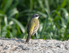 Motacilla flava cinereocapilla