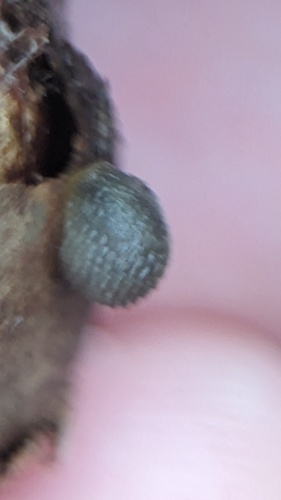 Hedgehog Slug, Noordwijkerhout, Nederland, photo 6 of 10