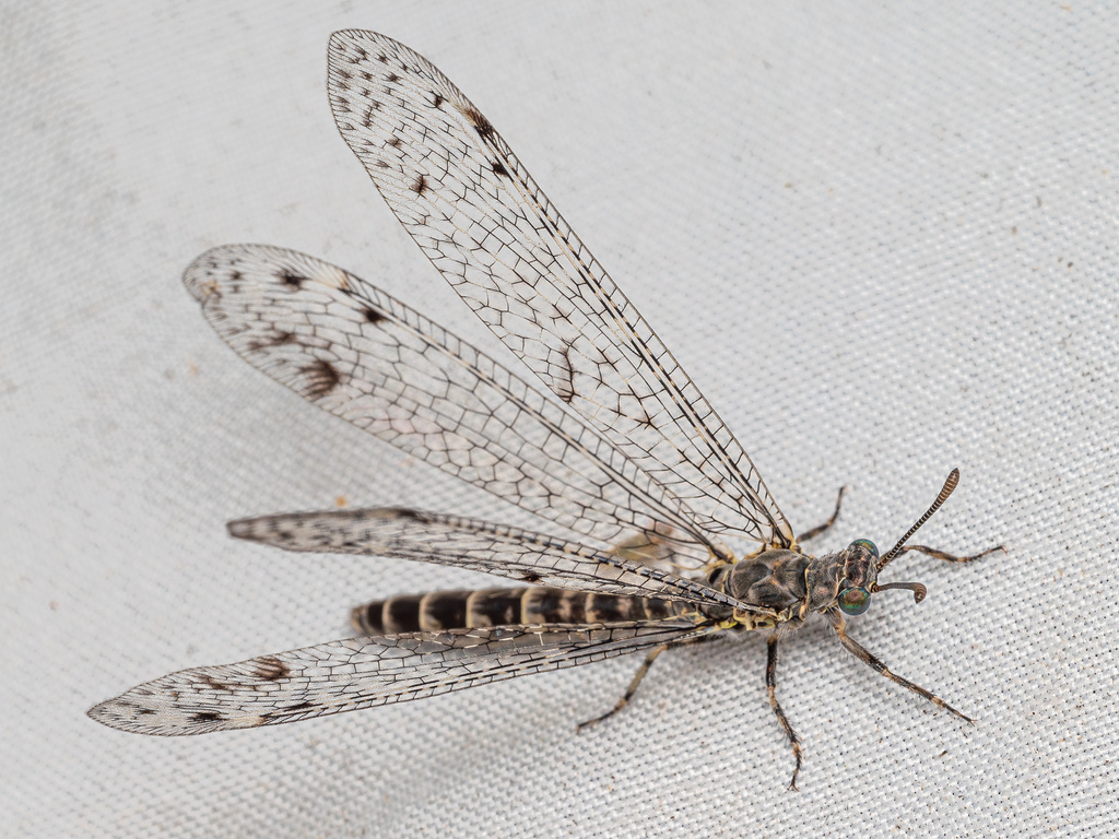 Bandidus breviusculus