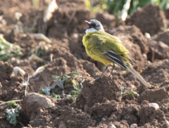 Motacilla flava cinereocapilla