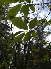 Castanea sativa