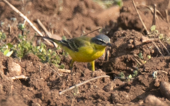 Motacilla flava flava