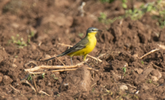 Motacilla flava flava