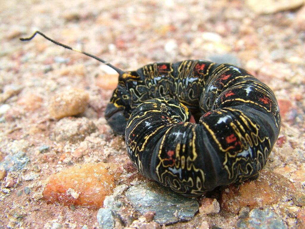 Isognathus caricae