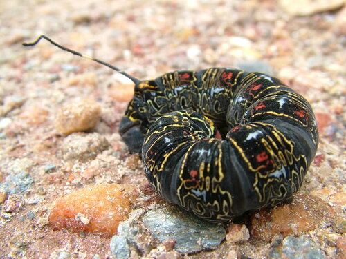 Isognathus caricae