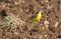 Motacilla flava flava