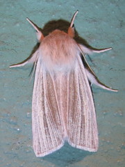 Acronicta insularis