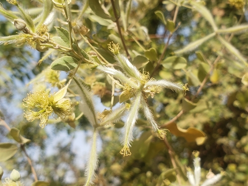 Guiera senegalensis
