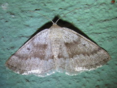 Lomographa glomeraria