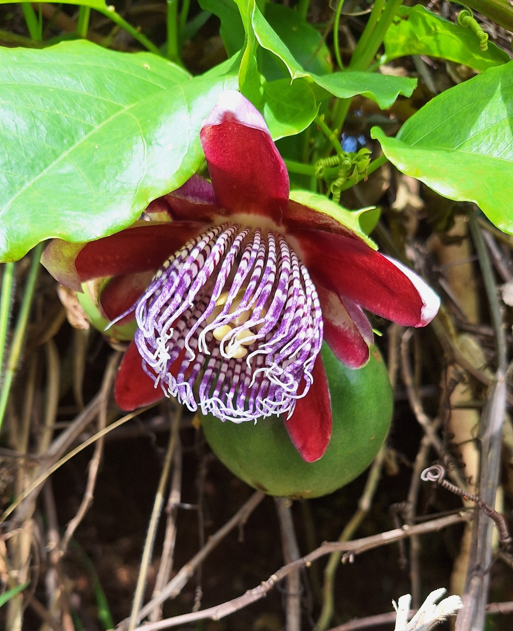 Imagem de Maracujá-Doce