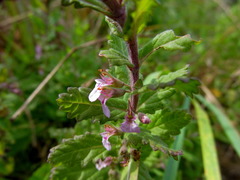 Teucrium scordium