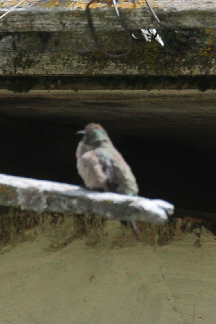 Ecuadorian Hillstar (Oreotrochilus chimborazo), photo 8