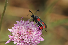 Zygaena sarpedon