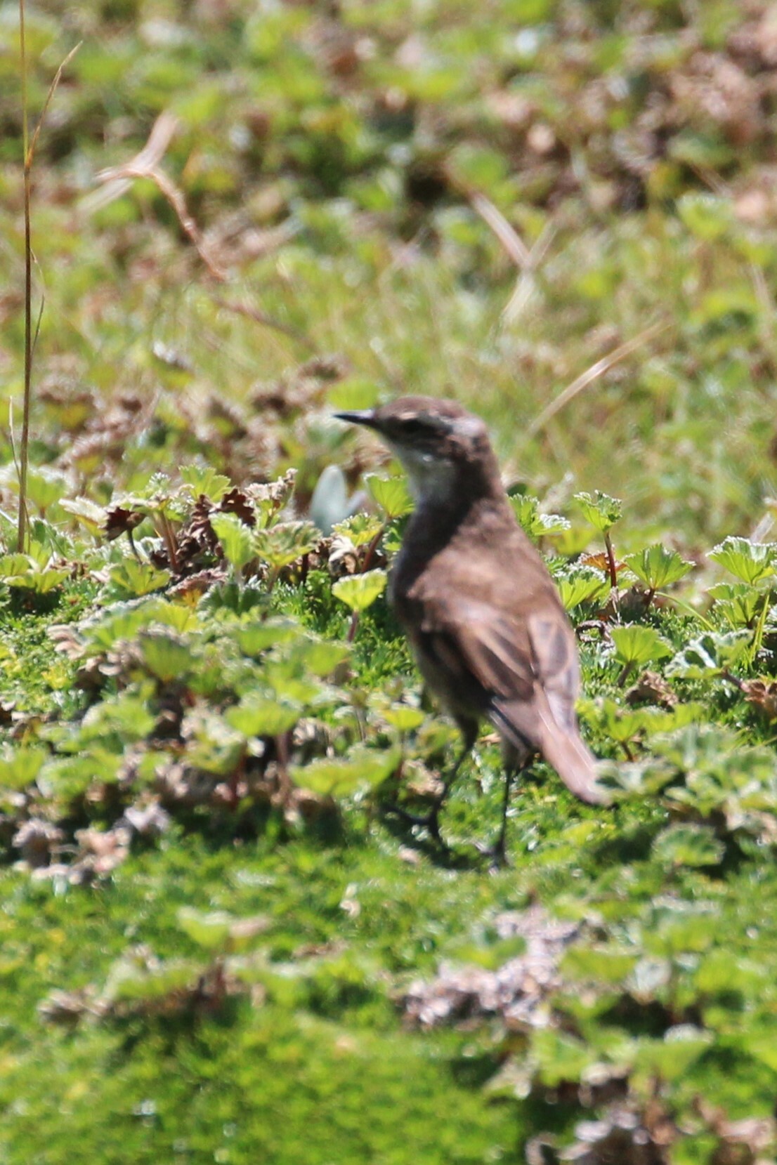Chestnut-winged Cinclodes (Cinclodes albidiventris), photo 8