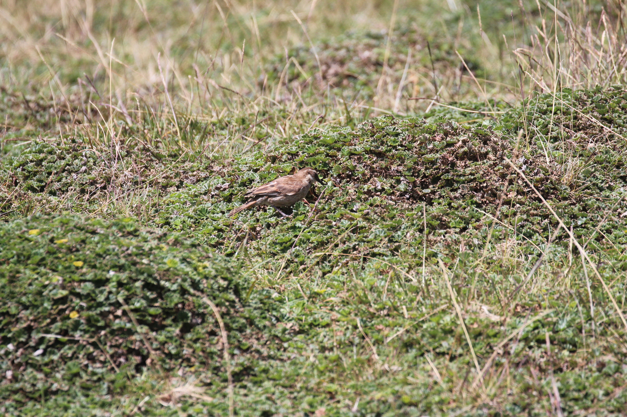 Stout-billed Cinclodes (Cinclodes excelsior), photo 5