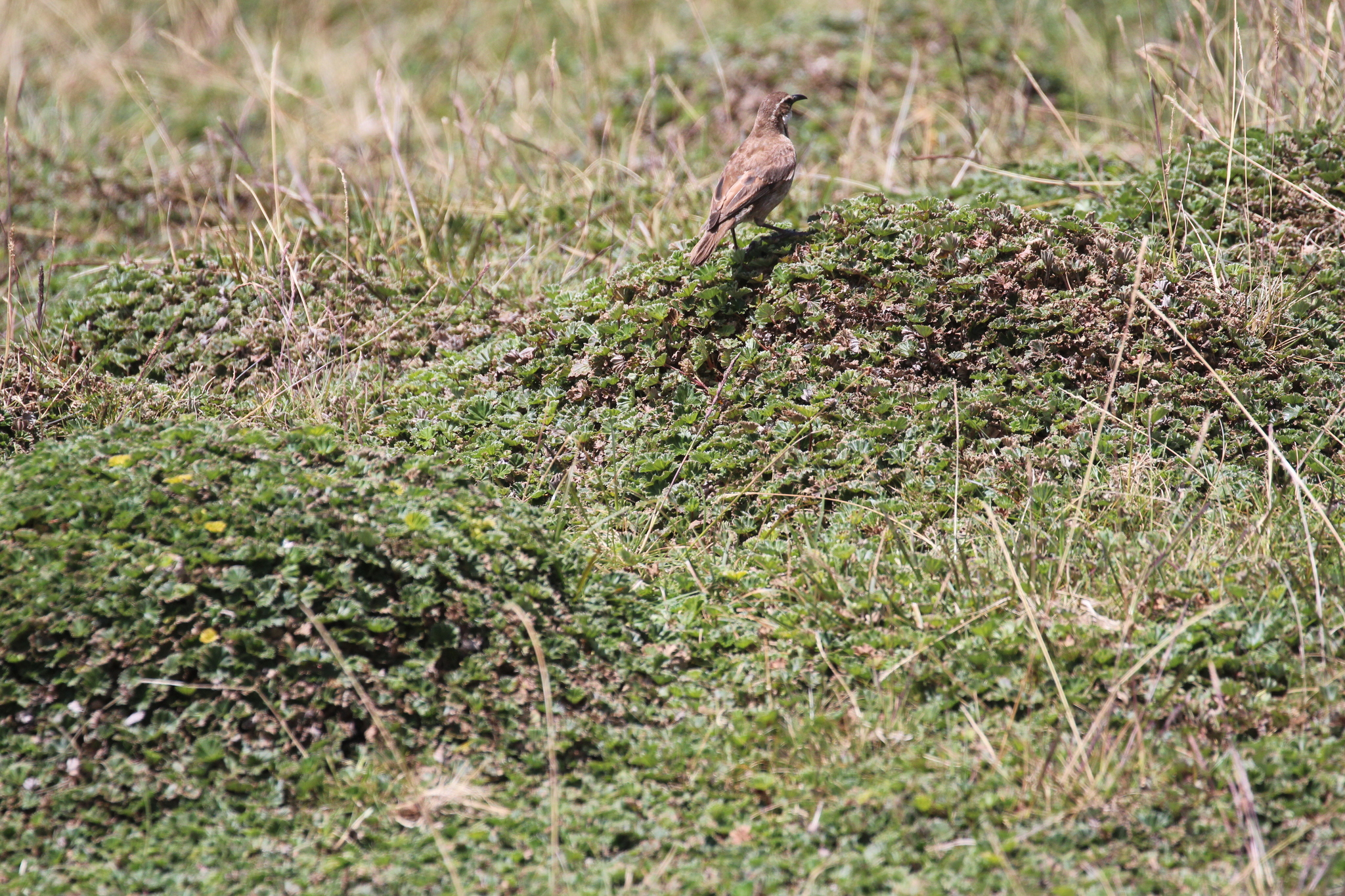 Stout-billed Cinclodes (Cinclodes excelsior), photo 4