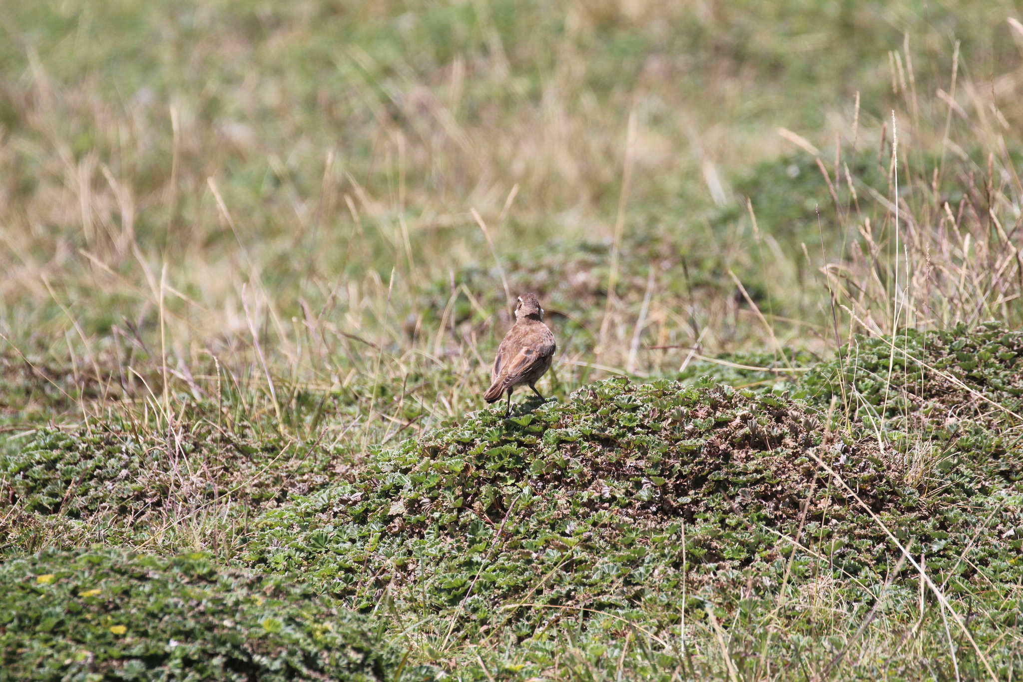 Stout-billed Cinclodes (Cinclodes excelsior), photo 3