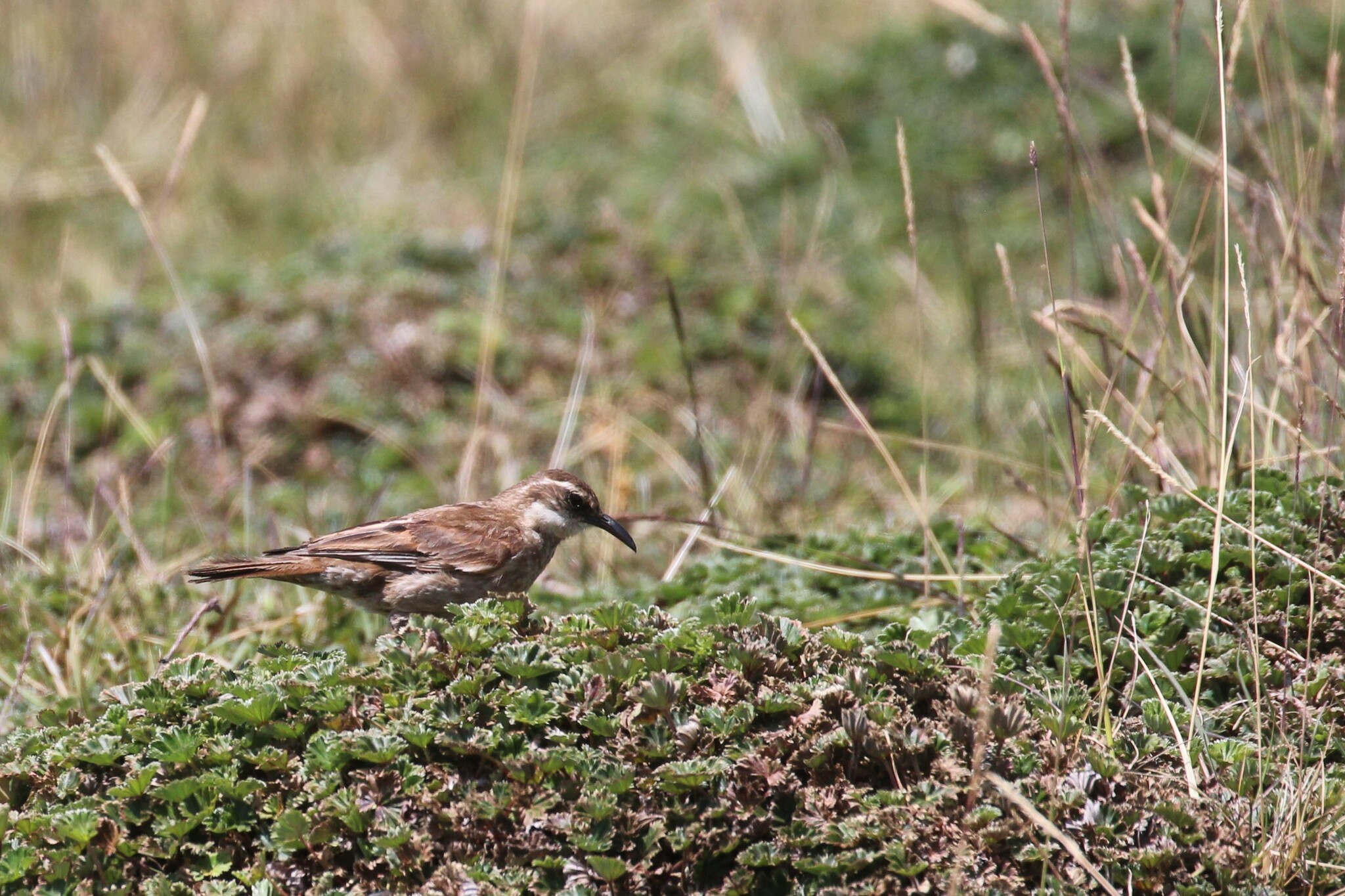 Stout-billed Cinclodes (Cinclodes excelsior), photo 2