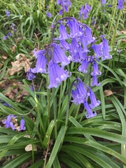 Hyacinthoides non-scripta