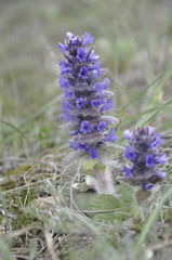 Ajuga orientalis