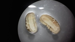 Stenoplax limaciformis