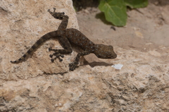 Ptyodactylus puiseuxi