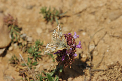 Muschampia lavatherae