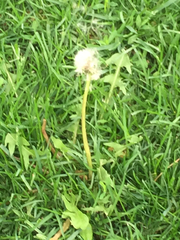 Taraxacum officinale