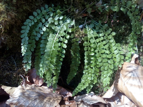 slezinník zelený (Asplenium viride)