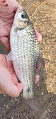Olive Barb photo 1