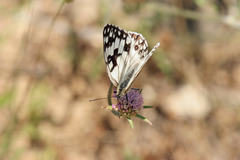 Melanargia occitanica