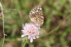 Melanargia occitanica
