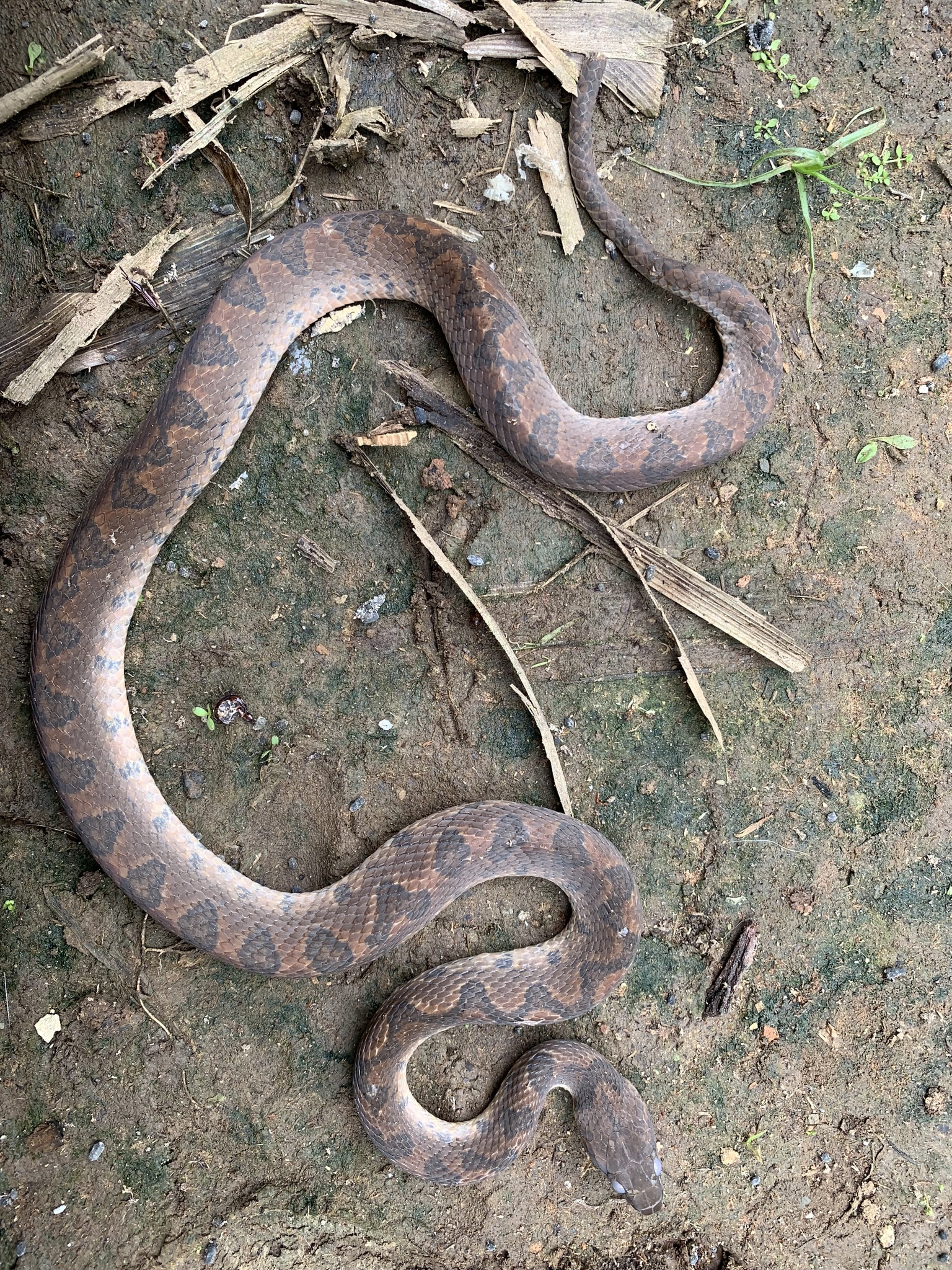 Leptodeira image