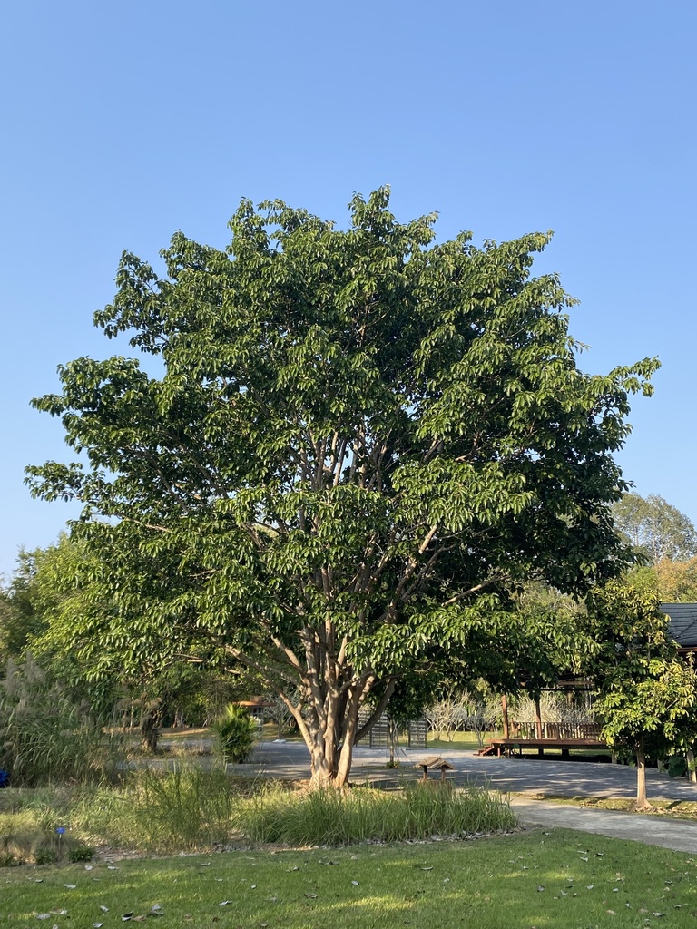 Ficus hookeriana (Ficus hookeriana)
