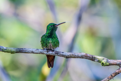 Copper-Tailed Hummingbird photo 3