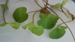 Centella asiatica