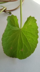 Centella asiatica